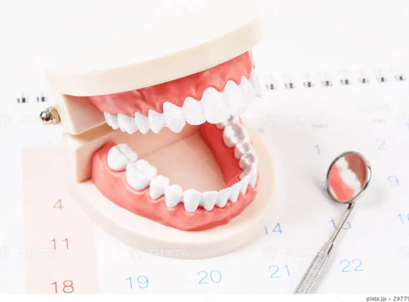 歯の模型とカレンダー